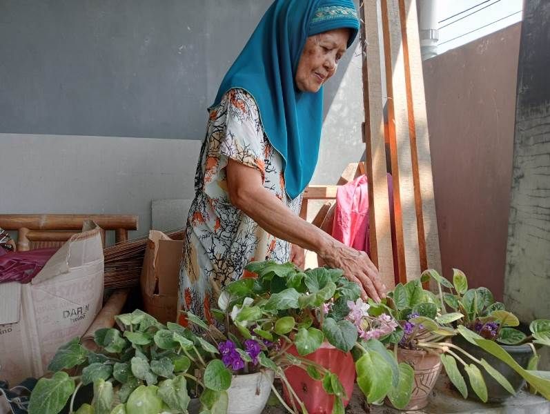 memelihara tanaman bunga antara lain Bunga Violces Ungu adlah salah satu hobi nenek Supriyati