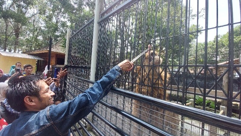 Salah seorang pengunjung memberikan makan kepada Singa Afrika di Taman Satwa Cikembulan 