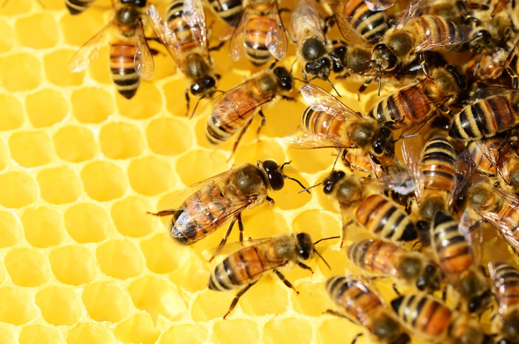 Ilustrasi lebah penghasil madu di Pulau Paskah.* 