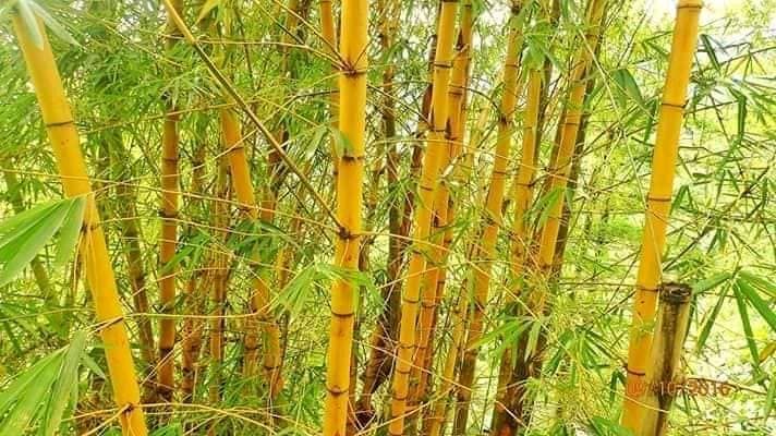Tanaman bambu kuning
