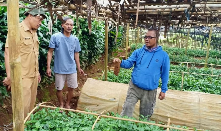Personel Dinas Perkebunan Provinsi Jawa Barat, Moch. Sopian Ansori mengamati kualitas bibit teh dari penangkar di Darangdan, Purwakarta.