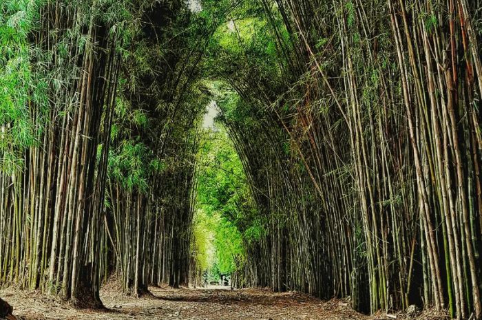 Hutan Bambu Keputih.