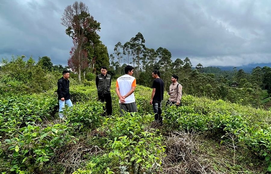 Petugas POPT Ahli Muda Mochamad Sopian Ansori (pakai rompi) melihat-lihat kondisi areal perkebunan teh rakyat yang direhabilitasi di Desa Cisondari, Pasirjambu, Kabupaten Bandung, Jawa Barat, Senin, 15 Mei 2023. 