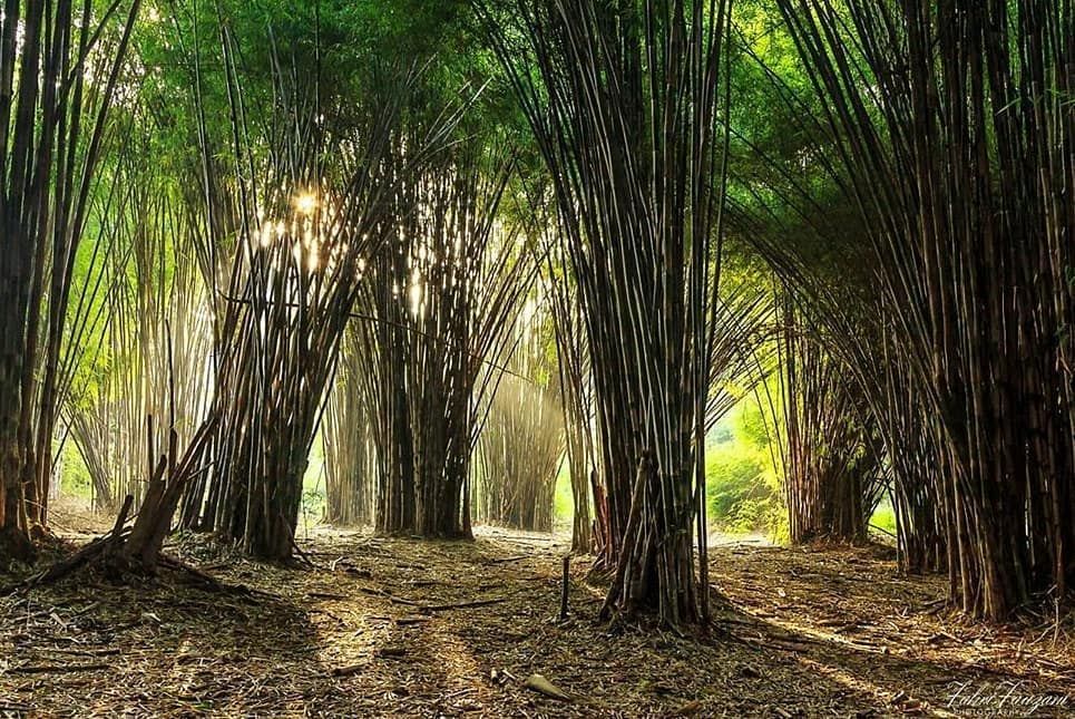 Hutan Bambu Surabaya