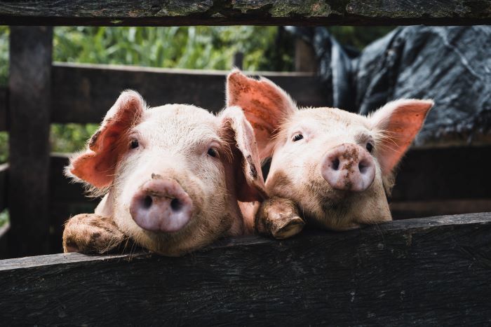 Indonesia sedang mengembangkan serum untuk mengatasi wabah demam babi Afrika.