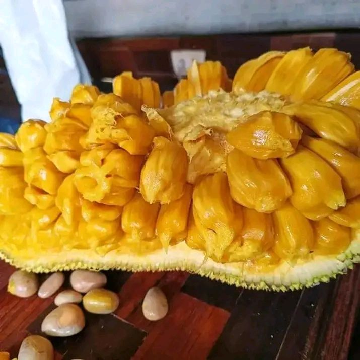 buah cempedak