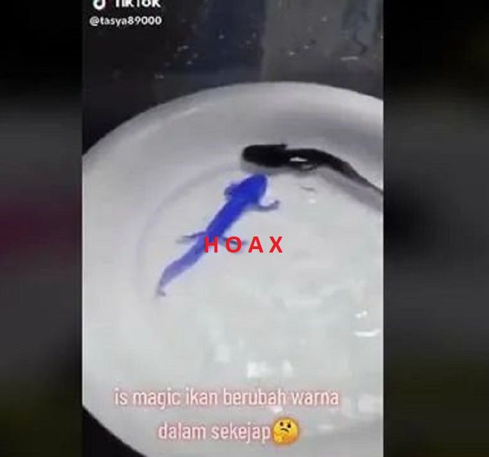 Tangkapan layar konten hoaks berupa video tentang ikan unik yang berubah warna dalam sekejap di sosial media TikTok