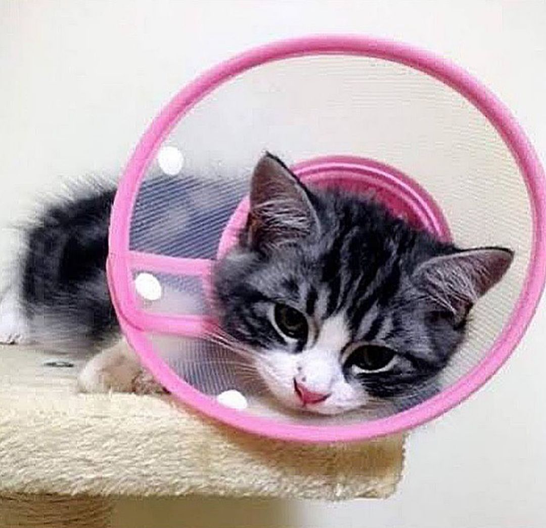 Kucing sakit
