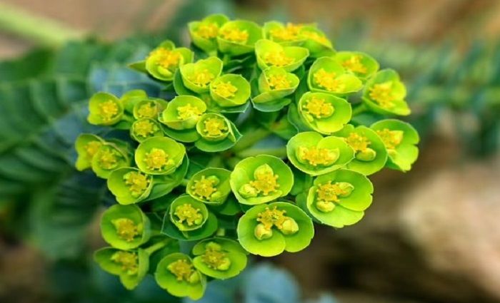 Euphorbia myrsinites, juga dikenal sebagai myrtle spurge.*  