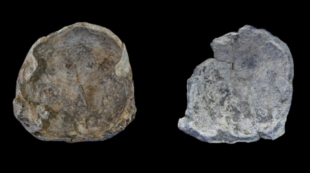 Museum Situs Purbakala Semedo: Fosil Homo Erectus Ungkap Kehidupan 700 Ribu Tahun Lalu