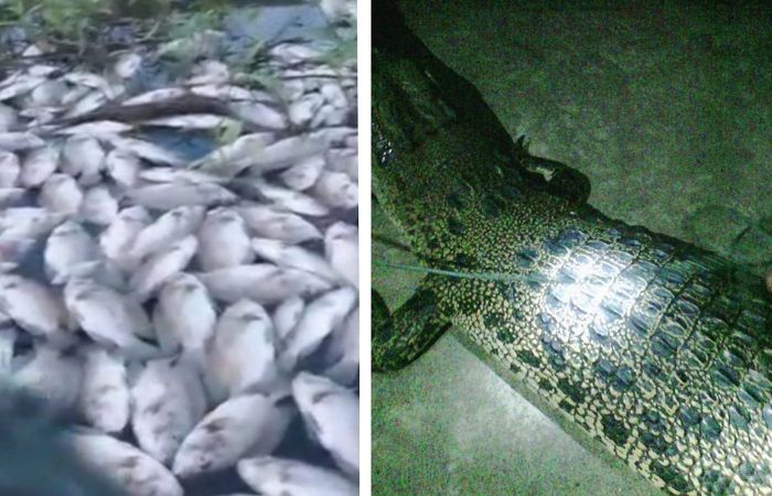 Fenomena ikan mati mendaka di Danau Buyat dan seekor Buaya penghuni danau.