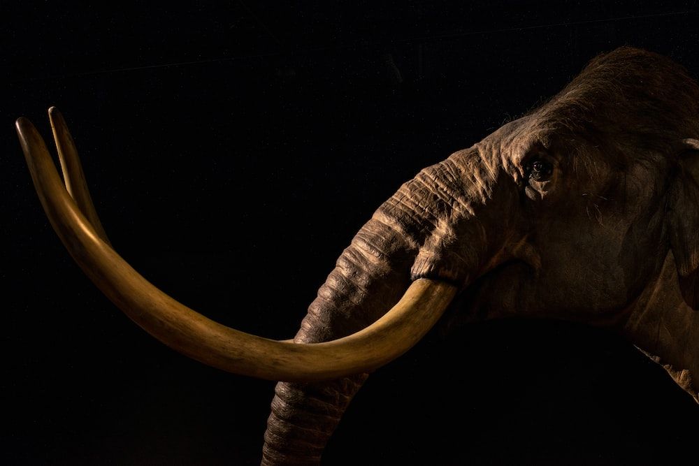 Mammoth tersebar luas di belahan bumi utara dari Spanyol hingga Alaska