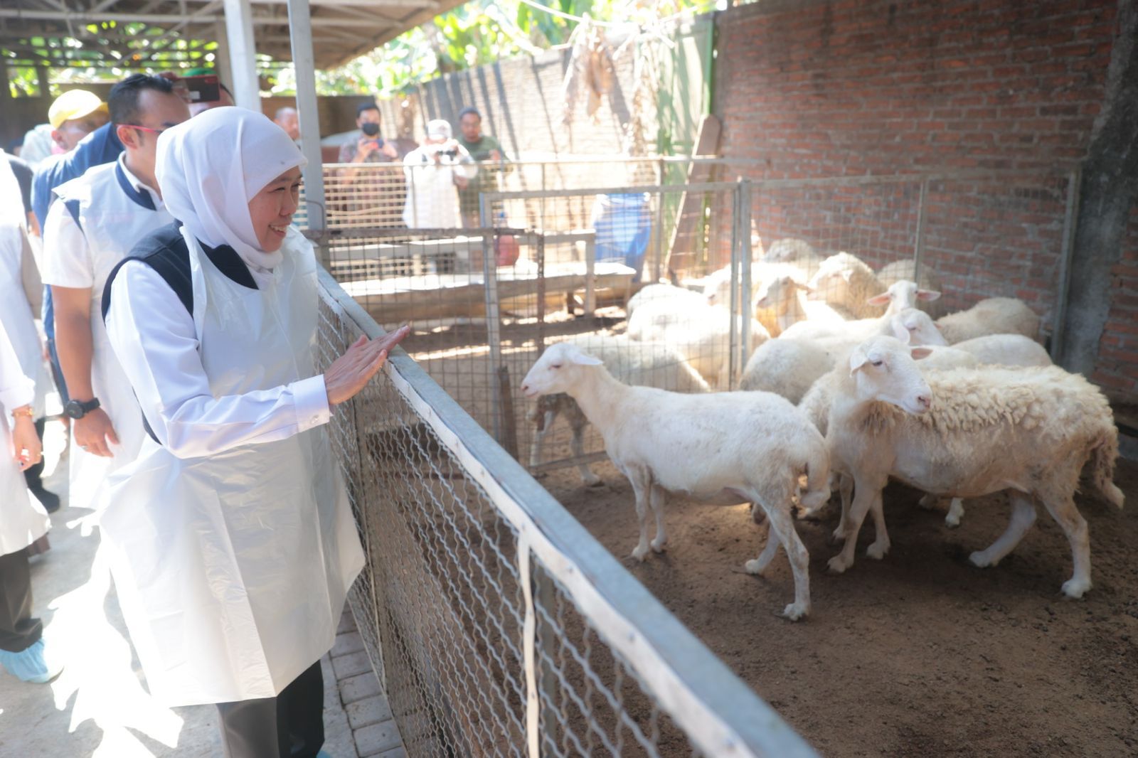 Khofifah mengunjungi kandang kambing untuk kurban