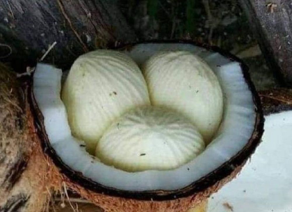 Knetods kelapa herbal untuk atasi sembelit dr Zaidul Akbar.