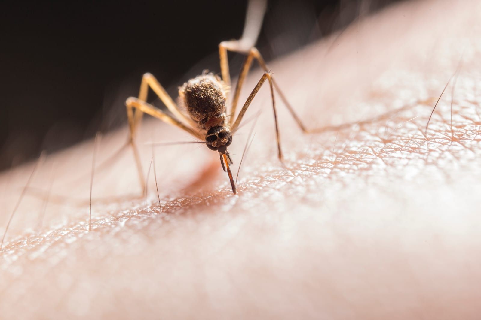 Waspada Demam Berdarah Dengue Kenali Penyebab Gejala Dan Cara