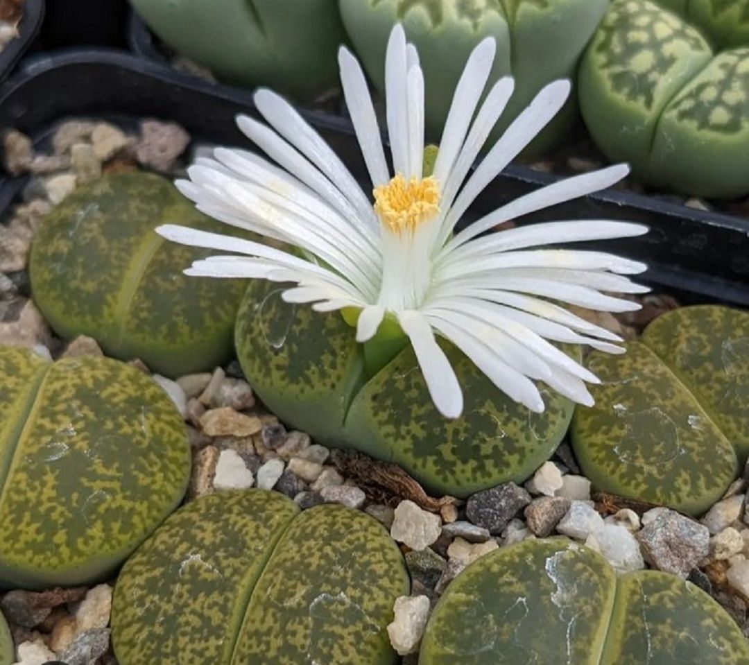 Lithops, si 'living stone' batu hidup berbunga indah dan cantik/instagram/sunnyplants.com