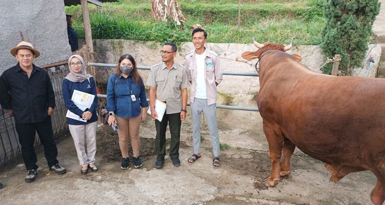Markoci, sapi dengan bobot lebih dari 1 ton asal Bandung dipilih Presiden Jokowi untuk kurban