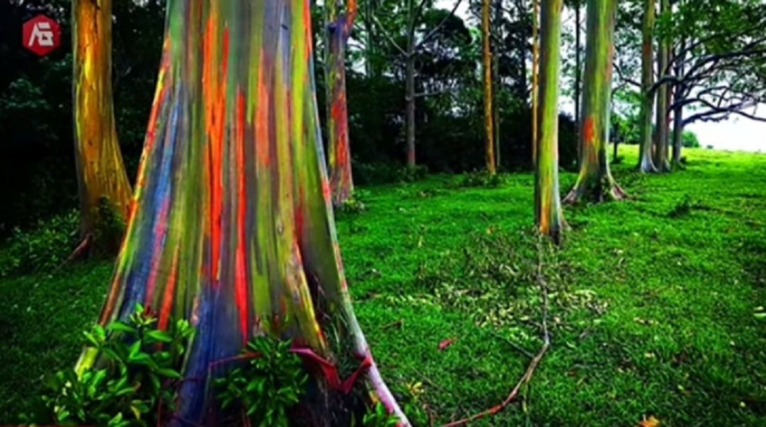 Rainbow Eucalyptus, pohon cantik dan unik di dunia/tangkapan layar youtube/channel Mr Frestea