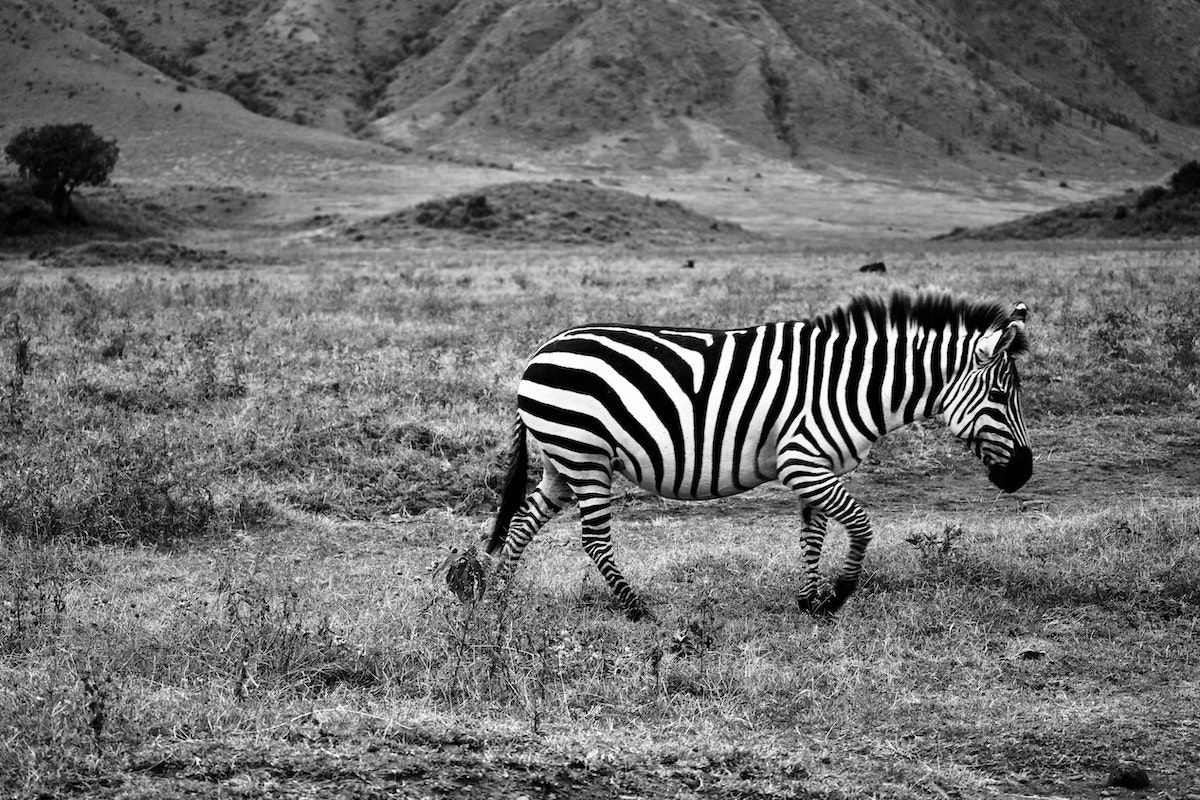 Zebra butuh garis-garis putih tubuhnya untuk menghindari parasit.