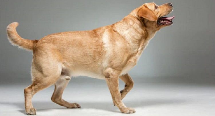Ilustrasi anjing rabies
