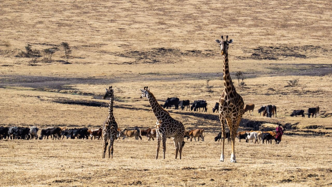 Taman Nasional Maasai Mara