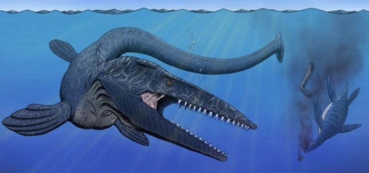 Tylosaurus merupakan mosasaurus yang ukurannya bisa mencapai 13 meter.