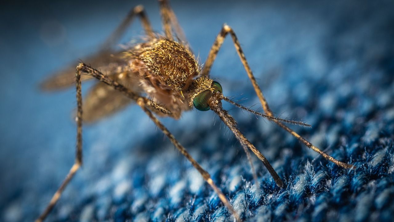 Nyamuk menggigit dinosaurus dan membawa materi genetik nerka