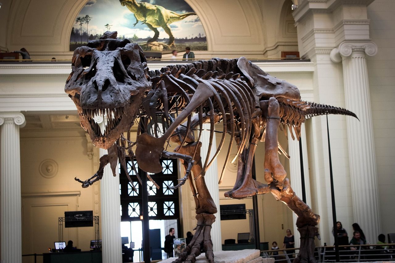 Fosil Tulang dinosaurus 