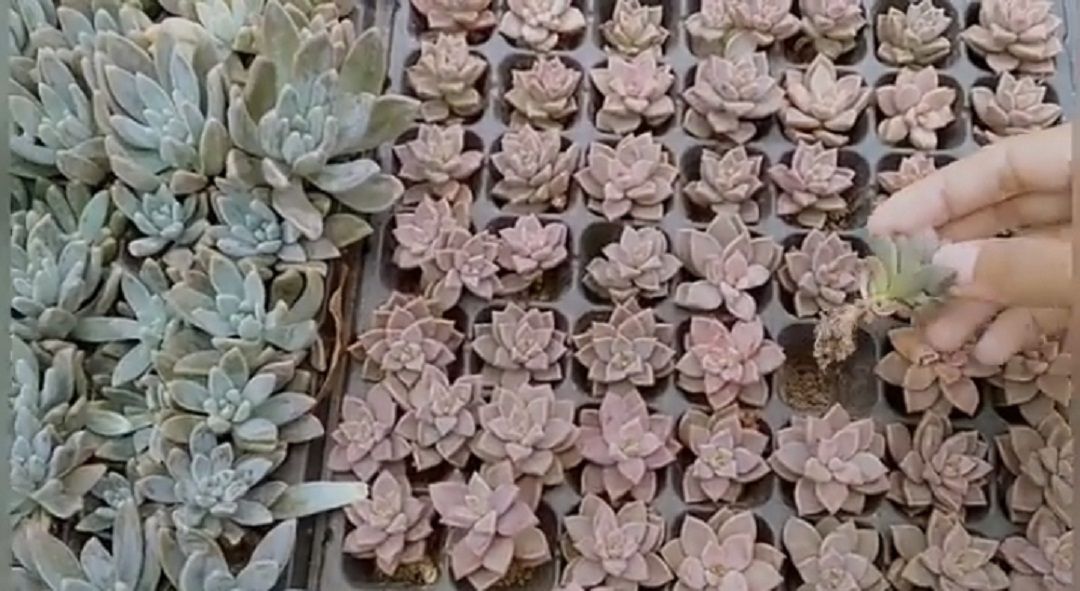 Cara budidaya perbanyakan tanaman hias sukulen dengan cara batang/tangkapan layar youtube/channel Kebun Kak WM
