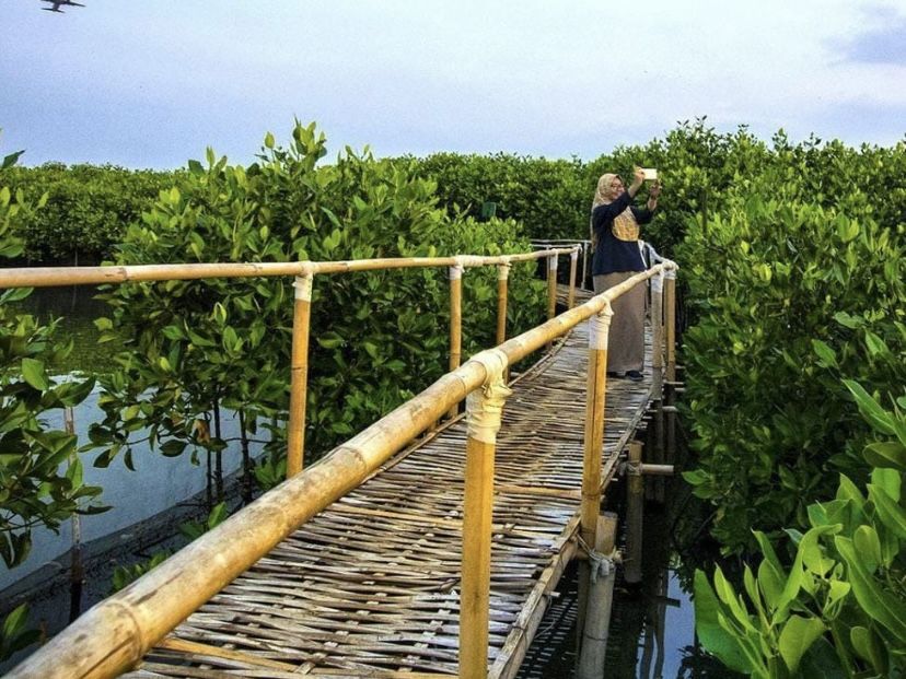 Ilustrasi: Hutan wisata mangrove /Instagram/@semarangpemkot/