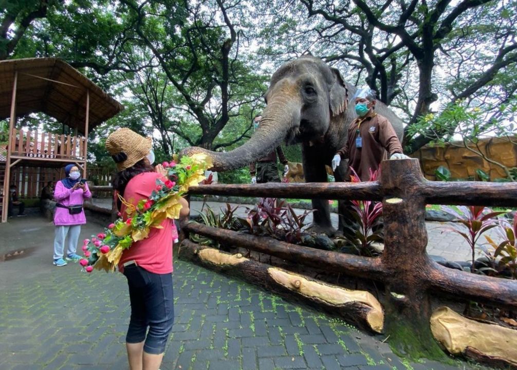 Ilustrasi - Kebun Binatang Surabaya