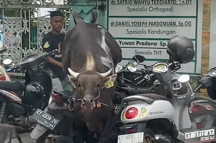 Seekor sapi berwarna cokelat gelap ngamuk lalu kabur ke jalan raya. Sapi itu sempat menyeruduk motor yang sedang terparkir di halaman Rumah Sakit Medika Utama, Balikpapan, Kalimantan Timur.