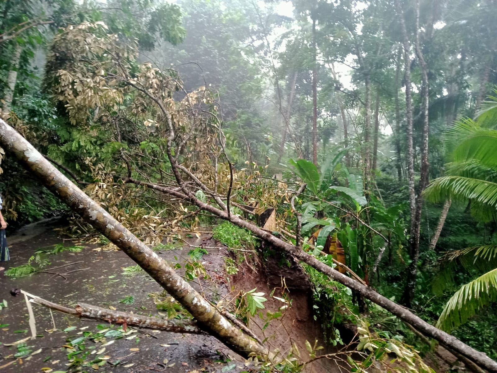 Pohon tumbang akibat longsor yang terjadi di Kampung Singkup Kecamatan Parungponteng 07/07/2023