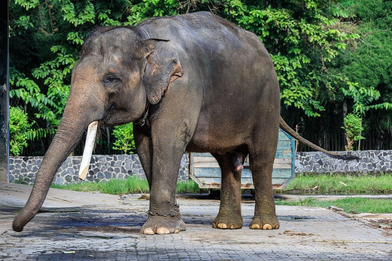 Elephas maximus nenek moyang Gajah 