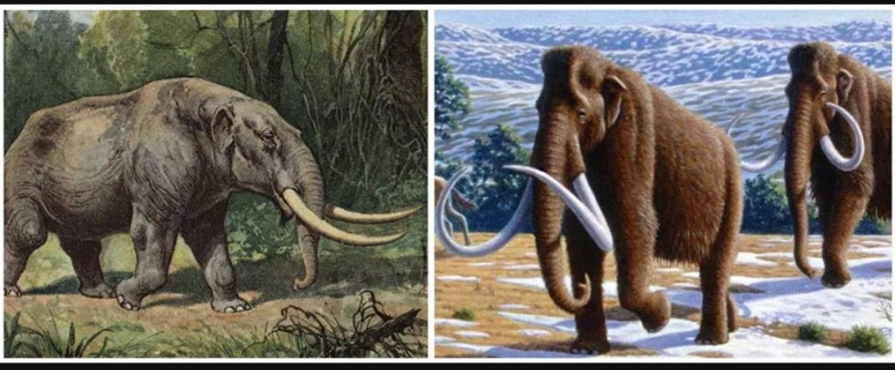 Mastodon (kiri) vs Mammoth (kanan)