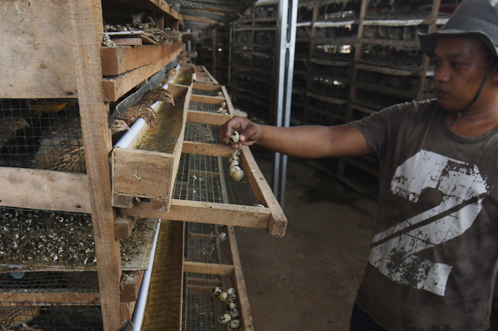 Pekerja memeriksa burung puyuh petelur di Peternakan Puyuh RSB di Palu, Sulawesi Tengah. Pemerintah juga memperbolehkan alumni Prakerja peroleh akses biaya usaha lewat KUR 2023.