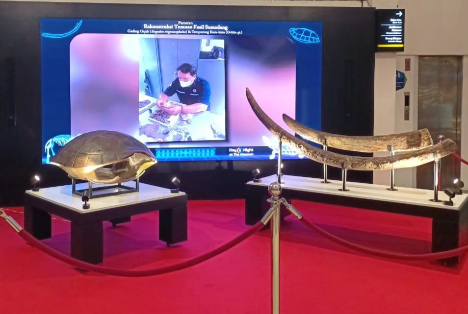 Tiga buah fosil purba hasil temuan di wilayah Desa Jembarwangi, Kecamatan Tomo, Kabupaten Sumedang, yang telah berhasil direkontruksi Museum Geologi Bandung. 