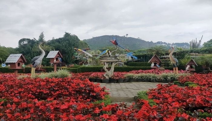 Kebun Bunga Begonia, simak di sini info tempat wisata di Lembang tersebut.