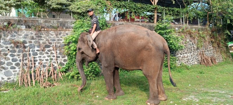 Gajah Mutiara Roxy