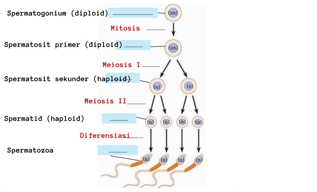 Kunci jawaban IPA kelas 9 halaman 49, Lengkapilah skema proses spermatogenesis berikut ini!