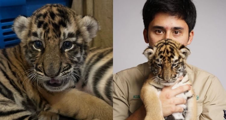 Alshad Ahmad dan anak harimau peliharaannya bernama Cenora.