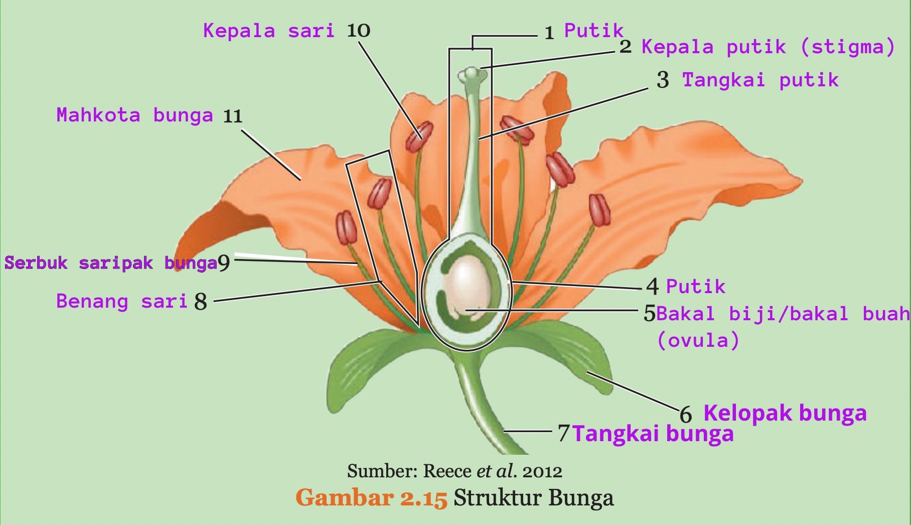 Kunci jawaban IPA kelas 9 halaman 65, bagian bunga