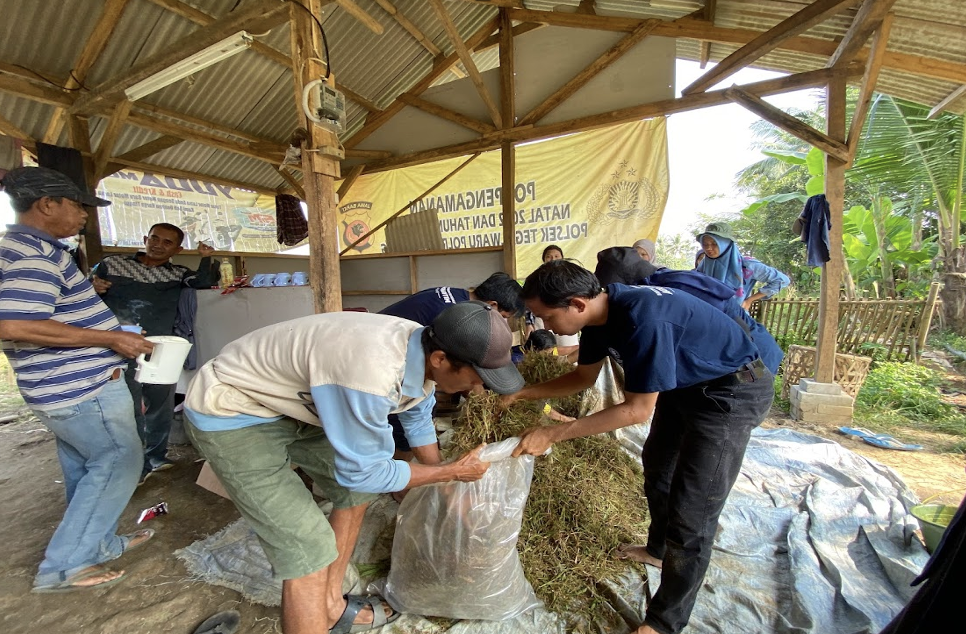 Demonstrasi pembuatan silase bersama peternak Desa Cintalaksana