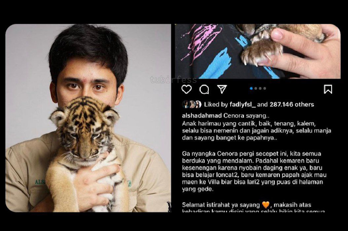 Nama Alshad Ahmad tengah trending di Twitter. Hal tersebut dikarenakan pengakuannya terkait matinya anak harimau yang ia beri nama Cenora. Tercatat, kini sudah 7 ekor anak harimau Alshad mati.