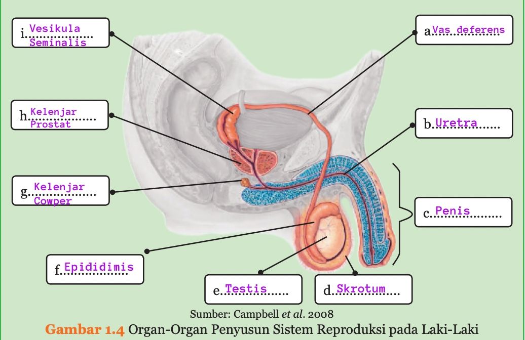 Kunci Jawaban Buku Paket IPA Kelas 9 Semester 1 Halaman 8 Mengisi Organ Penyusun Sistem Reproduksi Laki-laki