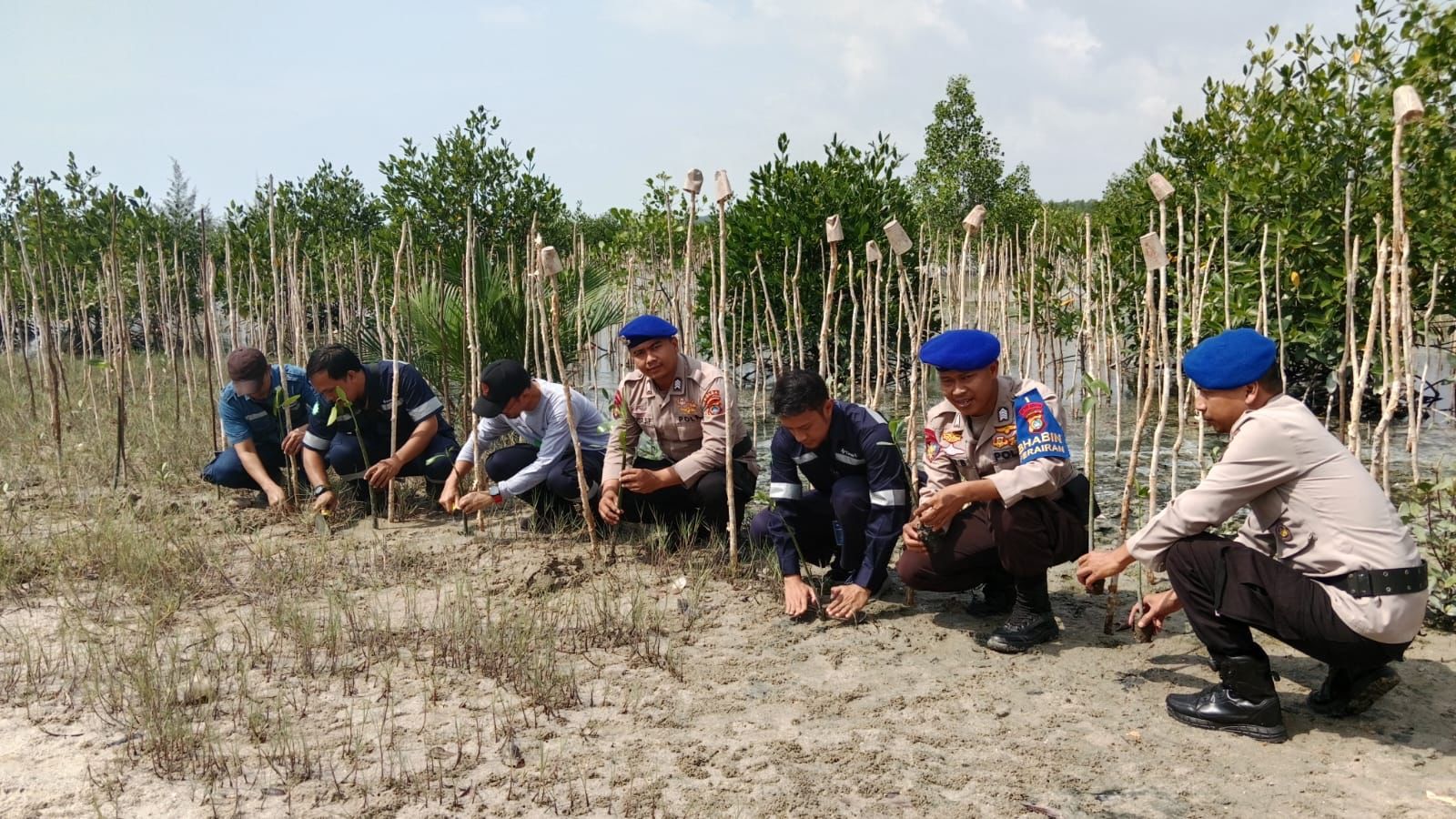 Personel Ditpolairud Polda Babel menanam pohon mangrove di pesisir Desa Baskara Bakti. 