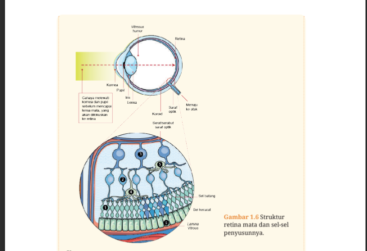 Gambar 1.6 Struktur retina mata dan dan sel-sel penyusunnya.