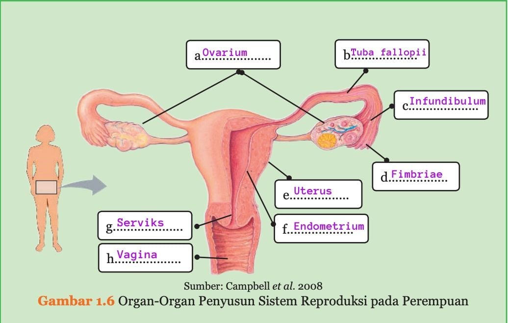 CEK Kunci Jawaban IPA Kelas 9 Halaman 16, Mengisi Organ Penyusun Sistem Reproduksi pada Perempuan