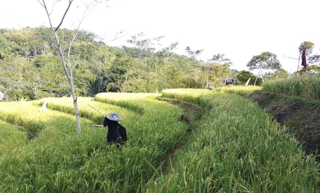 Kurang lebih 12 hektare lahan persawahan warga di Kampung Naringgul RT 01/08 Desa Jampangtengah, Kecamatan Jampangtengah, Kabupaten Sukabumi terancam gagal panen. Hal itu karena sudah lebih dari satu bulan tak kunjug turun hujan di kawasan tersebut. 