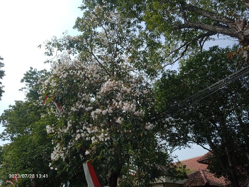 Sekilas mirip sakura, ternyata bunga tabebuya ini berasal dari Brasil.
